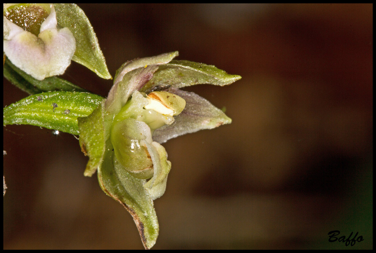 Epipactis helleborine